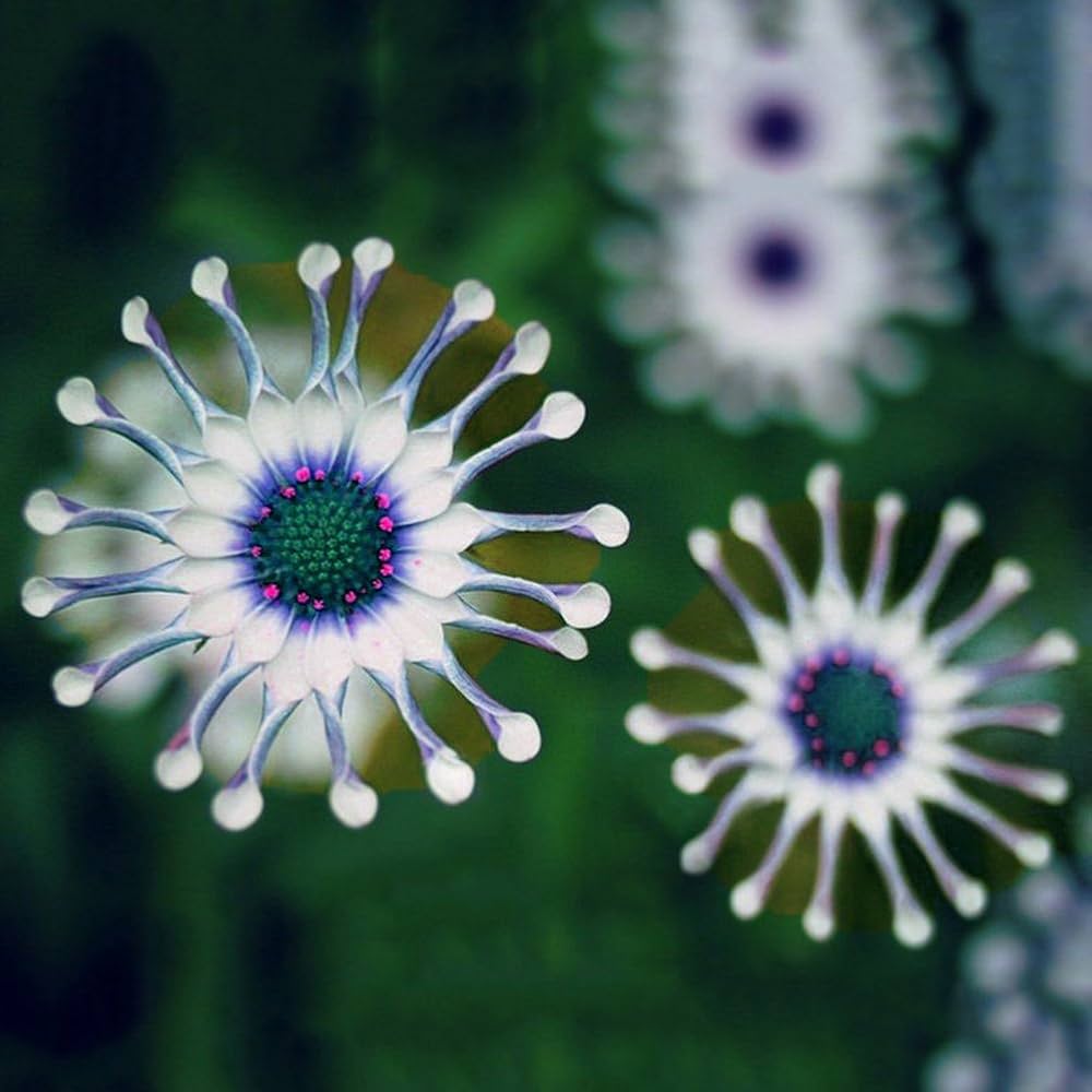 Daisy Felicia Amelloides Exotic Blue Flower Seeds for Planting – Suitable for Decorative Home Garden and Pots