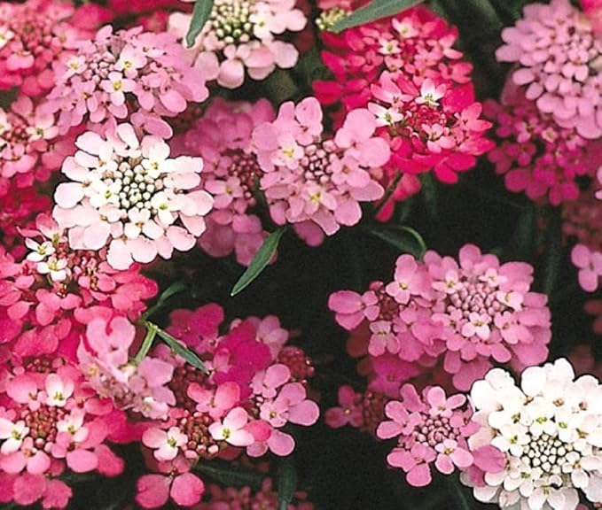 Dwarf Candytuft Fairy Mix Seeds