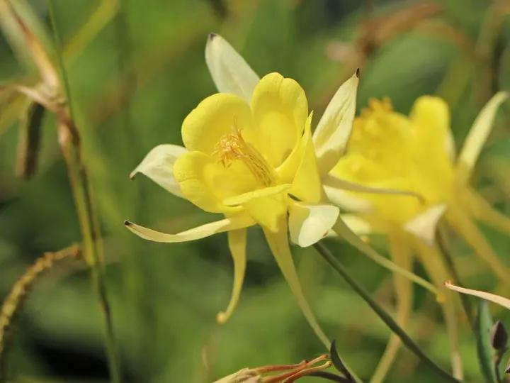 Akelei Pflanze Flower Seeds for Planting - NON GMO Seeds Dhara Seeds