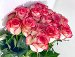 Holland Double Pink Rose (Rosa hybrida) seeds for planting in flower bed