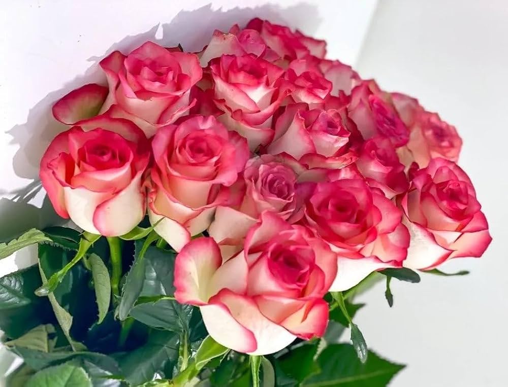Holland Double Pink Rose (Rosa hybrida) seeds for planting in flower bed