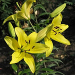 Yellow Black Lilium Brownii for planting in flower bed