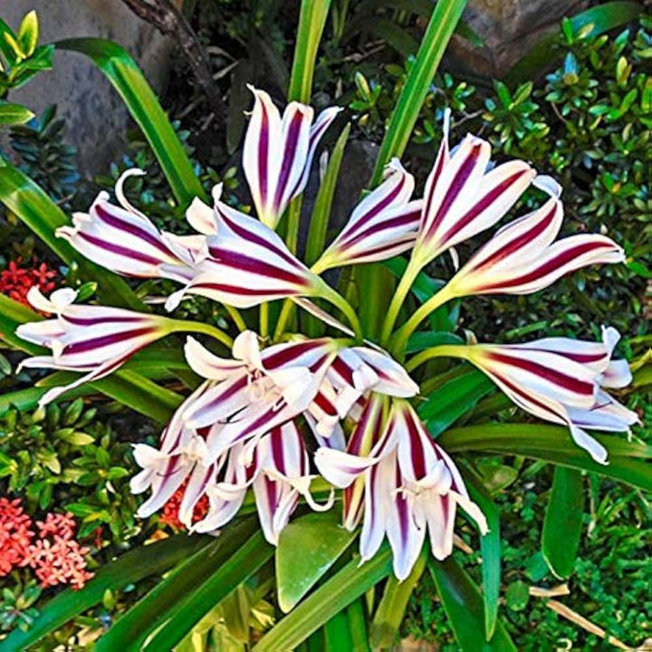 Mixed Crinum Flower Seeds for Planting 100