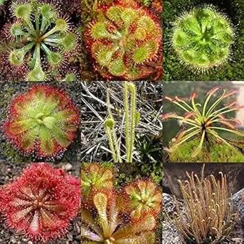 Heirloom Non-GMO Mixed Sundew Plant Seeds for Garden Growing – Carnivorous Insect-Trapping Variety Dhara Seeds