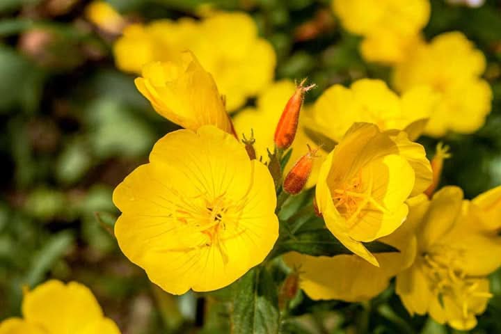 Cape Primrose Flower Seeds for Planting – Colorful Indoor and Shade Garden Blooms