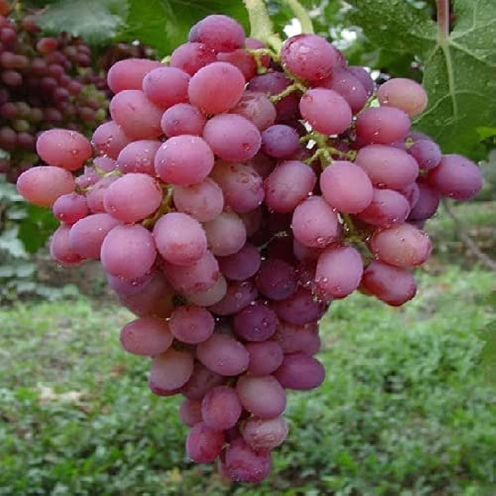 Pizzutello Red Globe Grapes – fruit seeds for planting in fruit garden