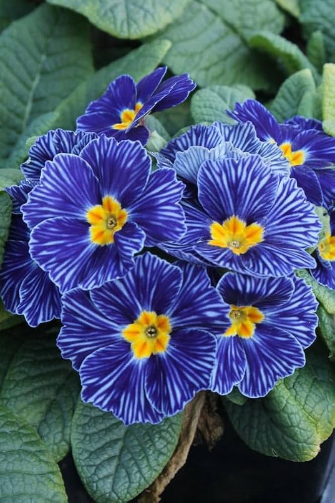 Common Blue Primrose Seeds – for Beautiful Spring Blooms