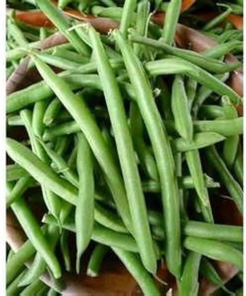 Green Bean Phaseolus vulgaris seeds for vegetable garden