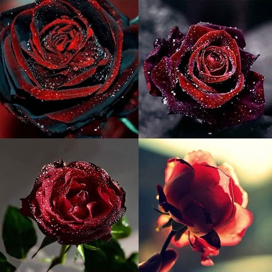 Rose True Blood Black Perennial Flower Seeds