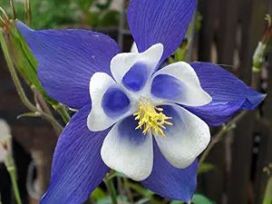 Aquilegia Blue Star Columbine Seeds for Unique Blue Flowers