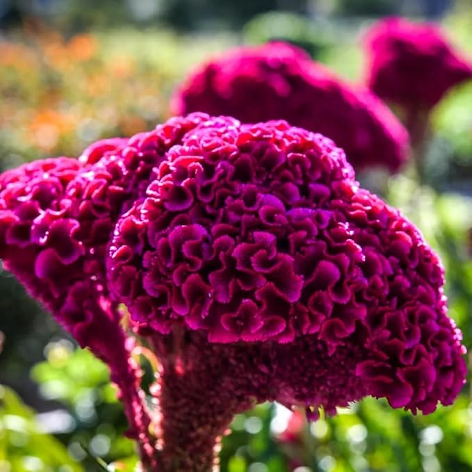 Cockscomb Celosia argentea Flower Seeds for Planting in Flower Bed