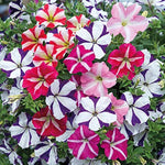 Star Zwerg Petunia – Petunia hybrida – for planting in flower bed