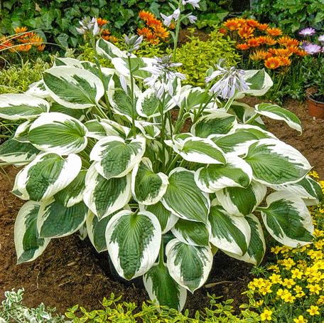 Green White Hosta - Heirloom, Non - Gmo Seeds