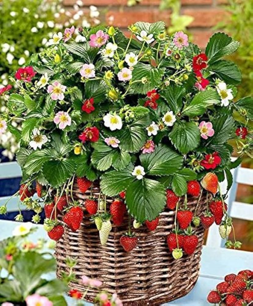 Rare Climbing Strawberry Seeds for Planting Colorful Fruit Vines ( pcs)