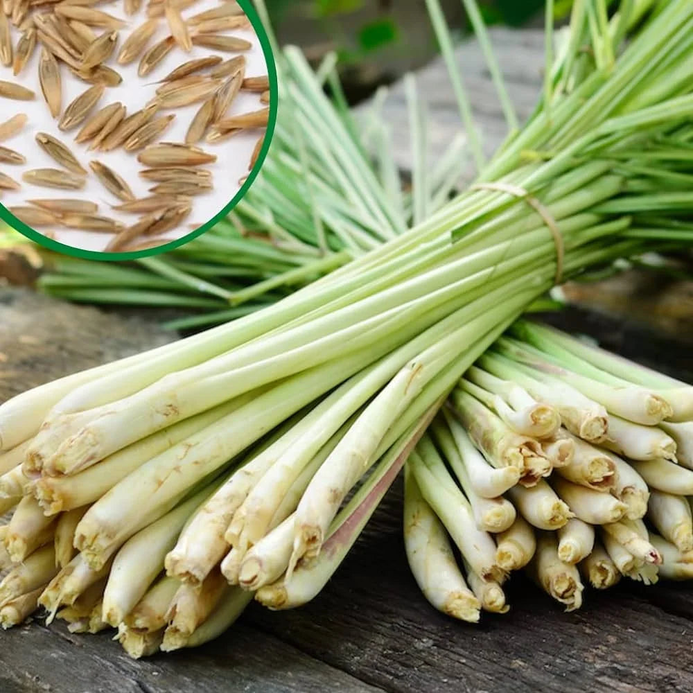 Lemongrass Seeds for Herb Gardens and Fresh Flavorful Growth – Fresh Herb for Your Garden