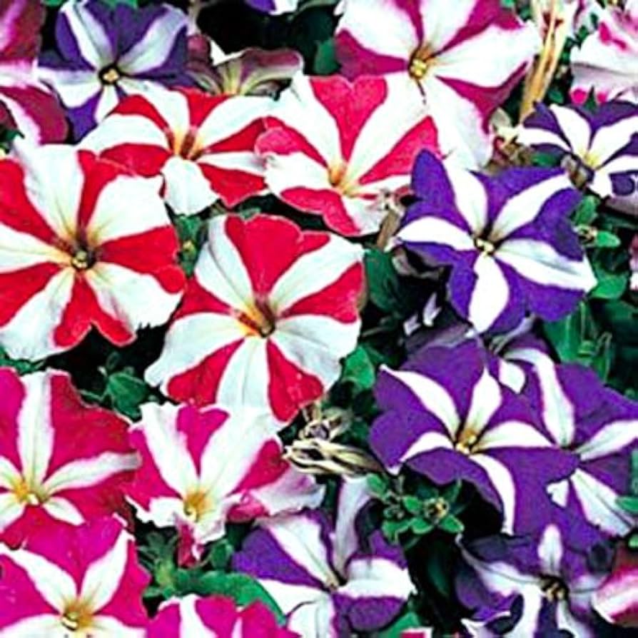 F Petunia Star Zwerg Mixed Seeds for Planting for Flower Bed