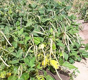 Green Dixie Lee Heirloom Non Gmo Image