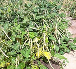 Green Dixie Lee Heirloom Non Gmo Image