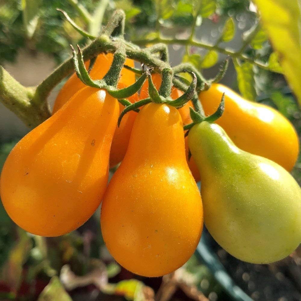 Yellow Pear Tomato Solanum lycopersicum for planting in raised beds