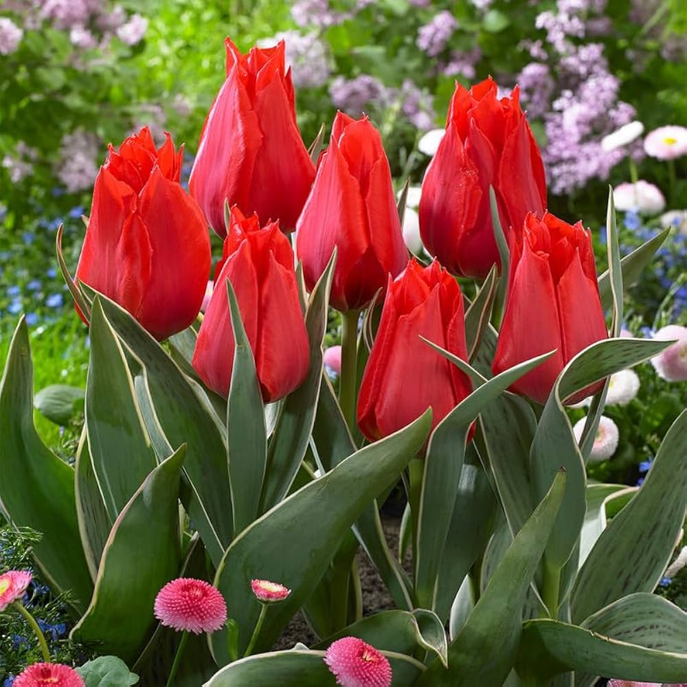 Tulip Tulipa Gesneriana Double Flower Seeds for Planting – Rare Perennial Variety for Spring Home Garden Displays