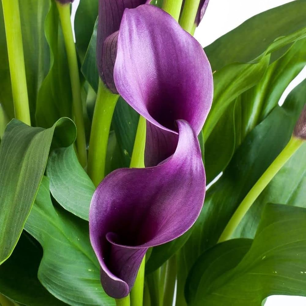 Purple (Purple scientific name) for planting in garden