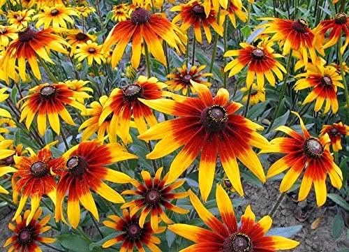 Gloriosa Daisy American Native Wildflower Perennial Seeds