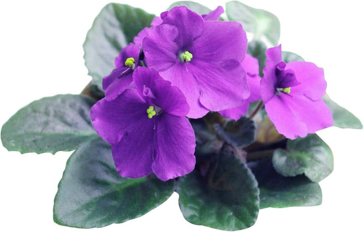 African Violet Delosperma Flower Seeds for Planting - 100 pcs