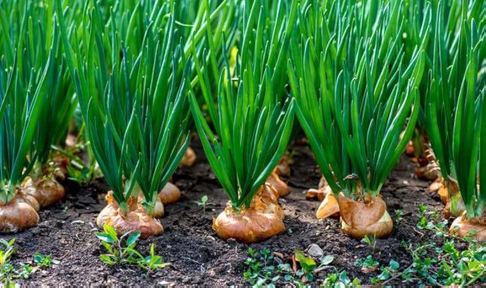 Mini Cipolla Sweet Onion (Allium cepa) seeds for bonsai and home garden