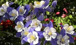 Colorado Flower Seeds for Garden Planting - NON GMO Seeds Dhara Seeds