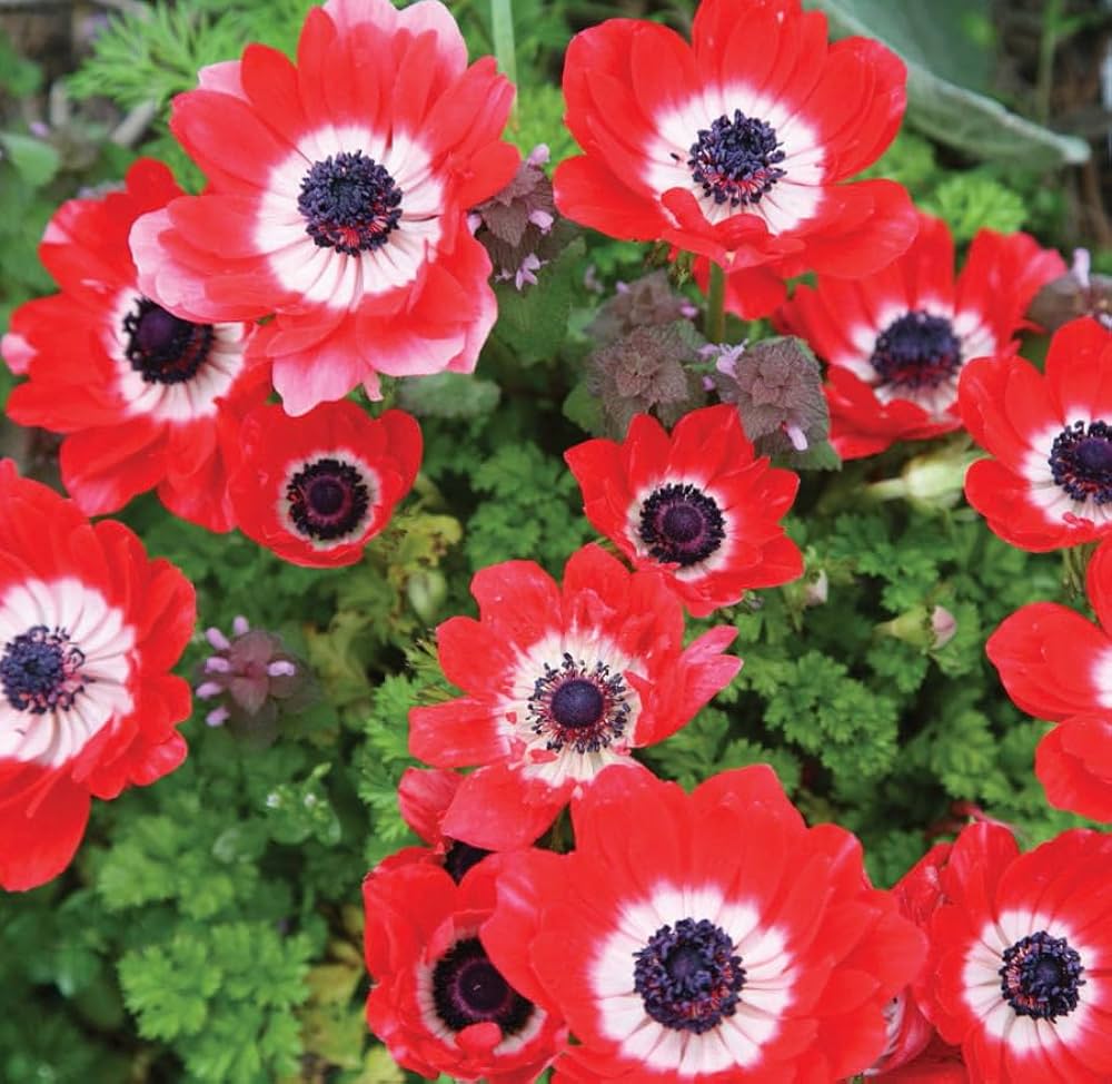 Anemone Flower Anemone coronaria Seeds for Planting for Flower Bed and Urban Garden
