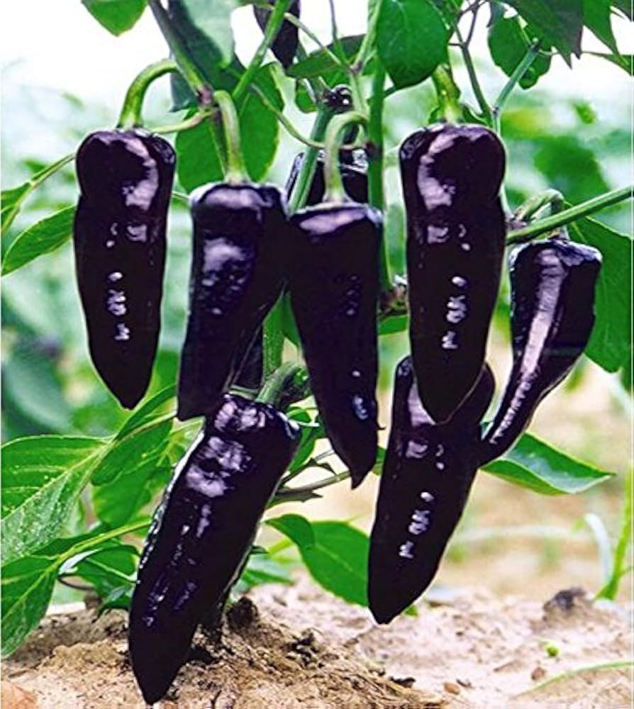 Mixed Color Sweet Bell Hot Pepper Seeds ( , Chili Plant)