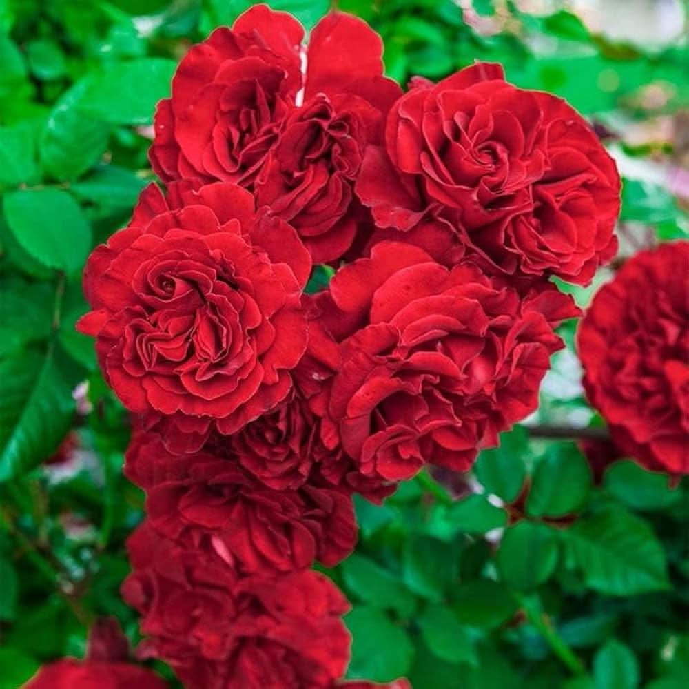 Oriental Beauty Rose Mixed Rose Flowering Seeds For Planting