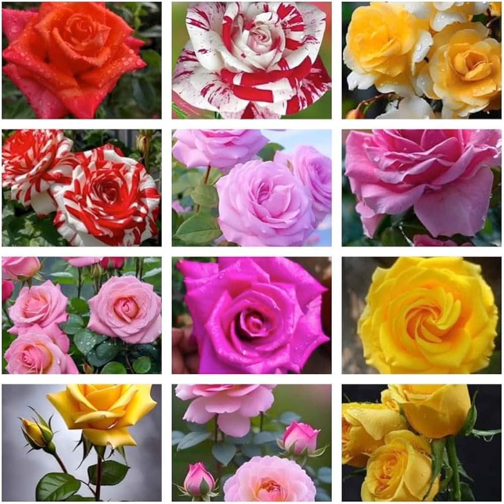 Schöne Agrostemma Rose Flowering Seeds For Planting