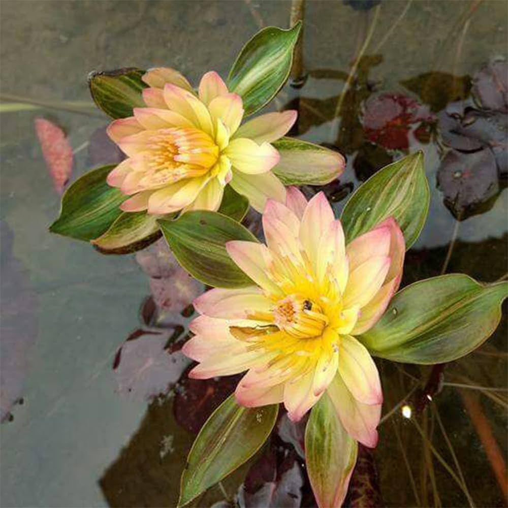 Nymphaea Orange Nangkwag (Tropical Water Lily)