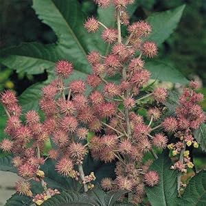 Castor Bean Seeds – Seeds – Tropical Ornamental Plant