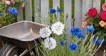 Cornflower Seeds for Ornamental Bonsai Flower Gardens