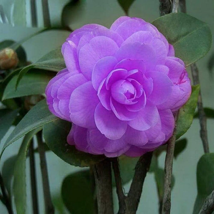 Purple Pink Camellia Flower Seeds – Heirloom Non-GMO Ornamental Blooms for Garden Planting