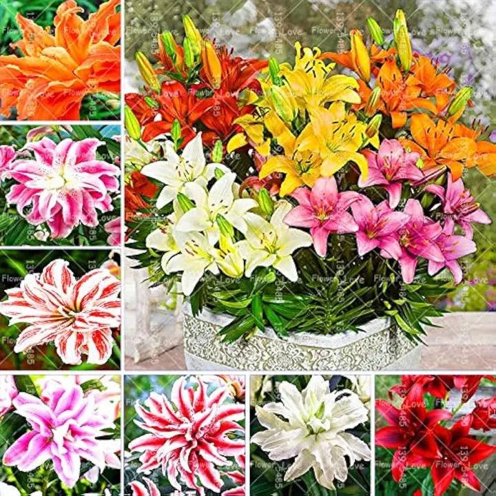 Mixed Di Giglio Flower Seeds for Planting - NON GMO Seeds Dhara Seeds