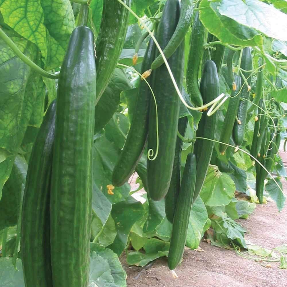Diamond F Hybrid Cucumber Seeds ( , Ideal for Containers, Greenhouses)