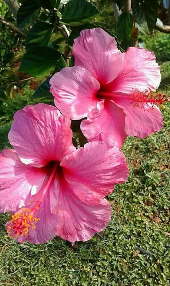 Chinese Rose Hibiscus Rosa-Sinensis bush Flower Seeds for Planting in home gardens