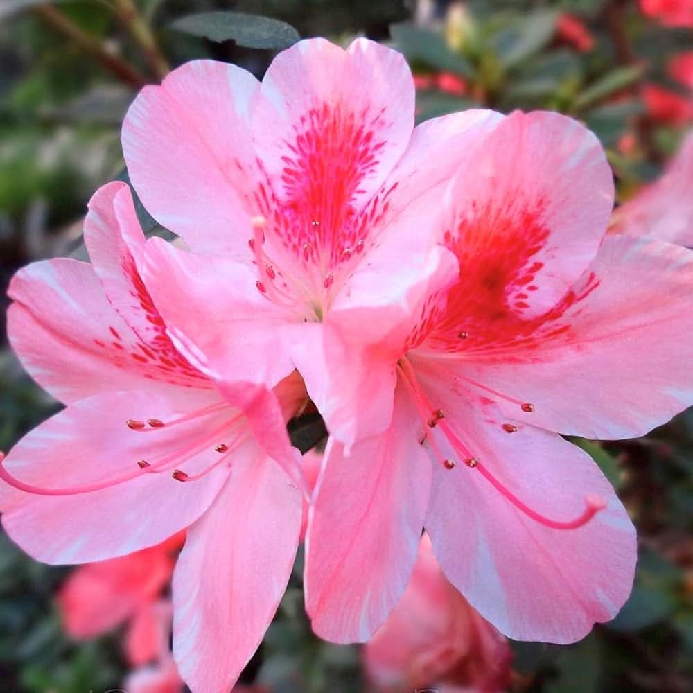 Azalea Rare Perennial Flowering Seeds For Planting