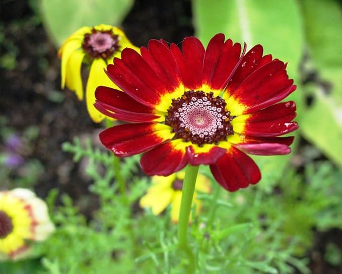 Chrysanthemum Morifolium Mixed Flower Seeds for Planting – Perfect for Fall Gardens and Seasonal Color