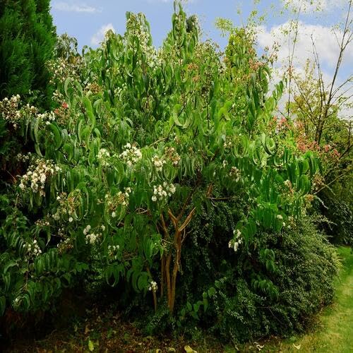 Green Heptacodium Tree - Heirloom, Non - Gmo Seeds