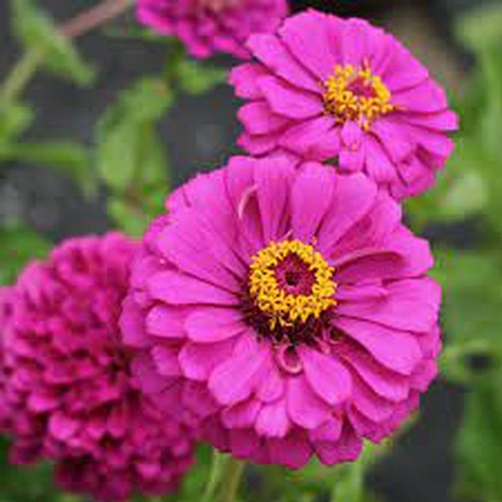 Violet Rigens Flower Seeds for Planting – Organic, Heirloom, Non-GMO Garden Bloom Seeds