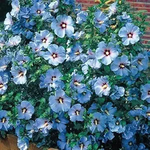 Rose of Sharon Hibiscus syriacus Blue Flowering Seeds For Planting in vertical garden or backyard hedges