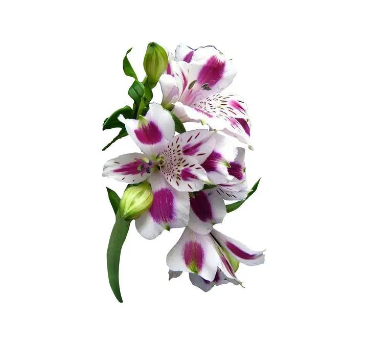 White Alstroemeria Seeds - Heirloom Non-GMO Planting Flower Seeds Dhara Seeds
