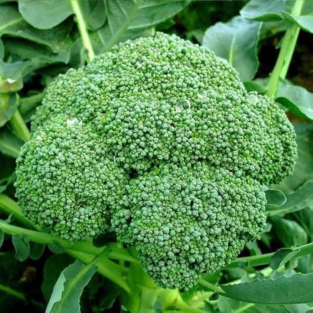 Green Sprouts Calabrese Broccoli Brassica Oleracea Seeds