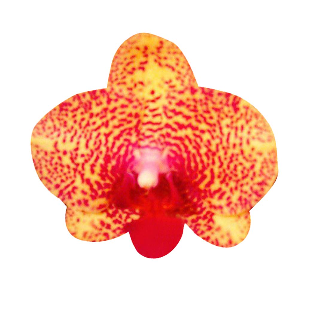 Crimson Phalaenopsis Orchid Flower Seeds for Planting