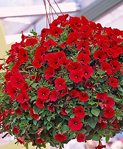 Heirloom Red Garden Petunia Hybrida Seeds