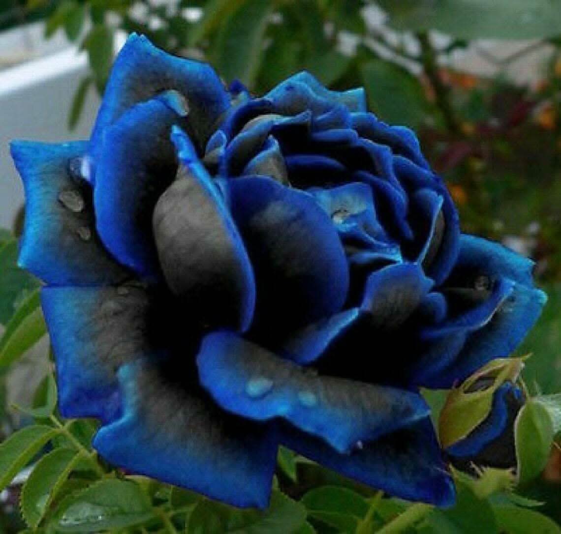 Midnight Supreme Rose Dark Rose Flowering Seeds For Planting
